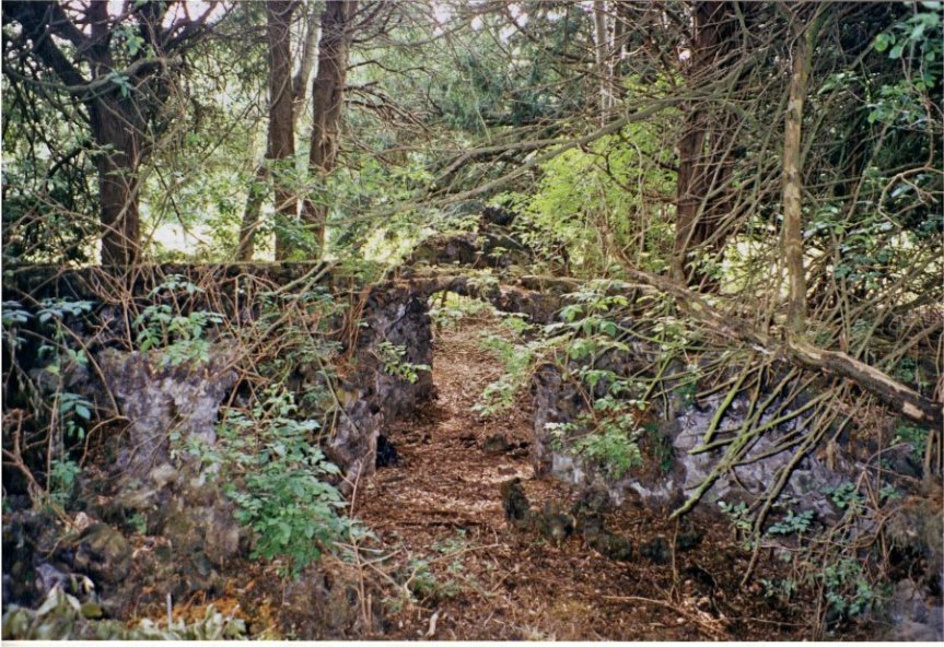 5-10-20-03 - Berry Hill Fernery 1
