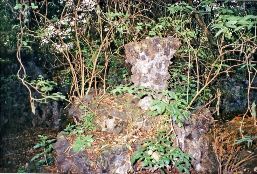 5-10-20-05 - Berry Hill Fernery Fountain