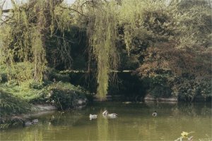 5-1-21-05 - Westonbirt Waterfall 2