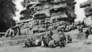 5-1-26-2 - London Zoo Monkey Enclosure