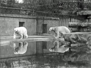 5-1-26-3 - London Zoo Polar Bears