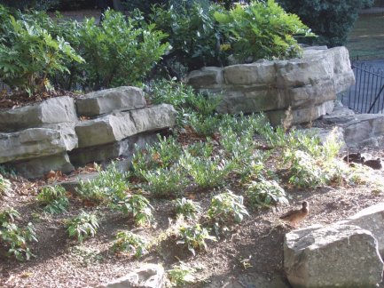 5-10-29-6 - Dublin St Stephen's Green - M Gormley P8090118