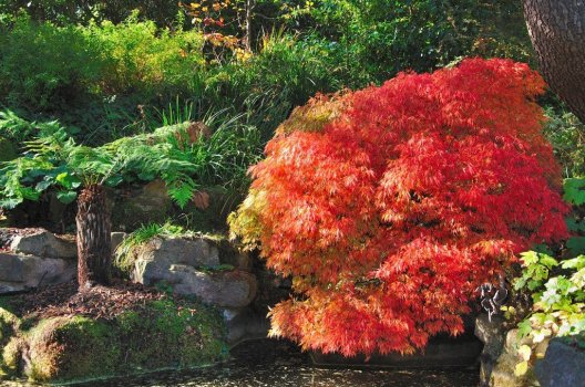 171118 - Compton Acres Water Garden